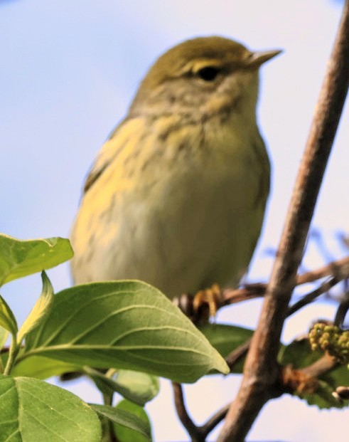 Cape May Warbler - ML618789212