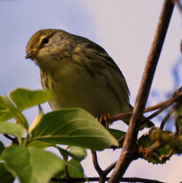 Cape May Warbler - ML618789213