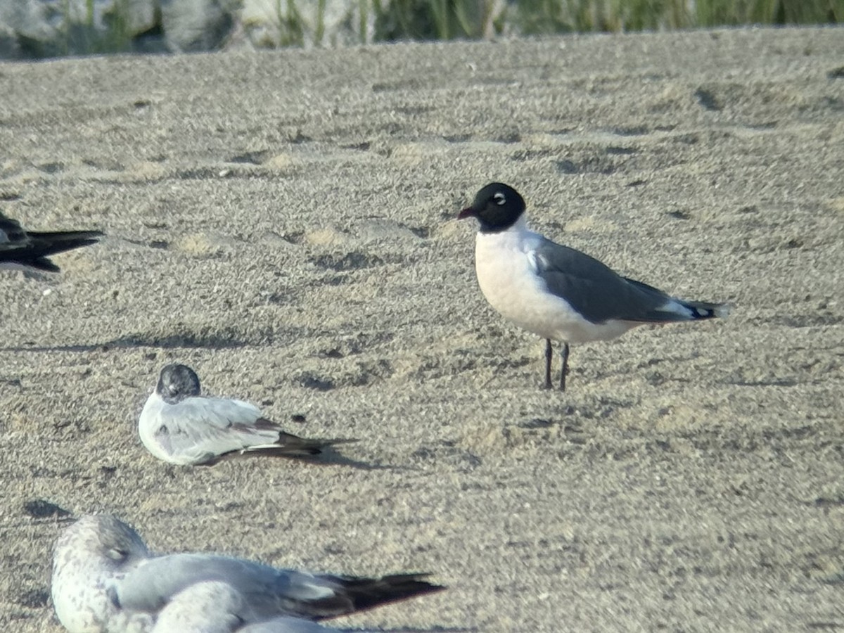 Franklin's Gull - Alex Lamoreaux