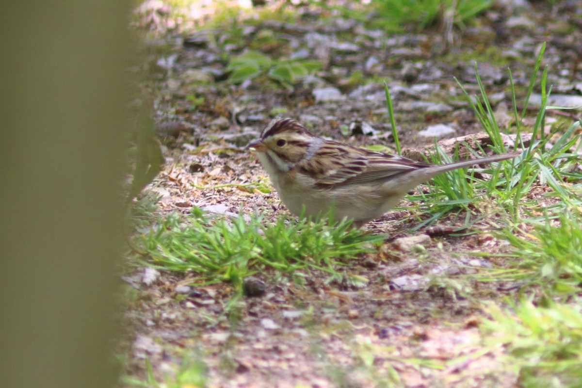 Clay-colored Sparrow - Alain Quenneville