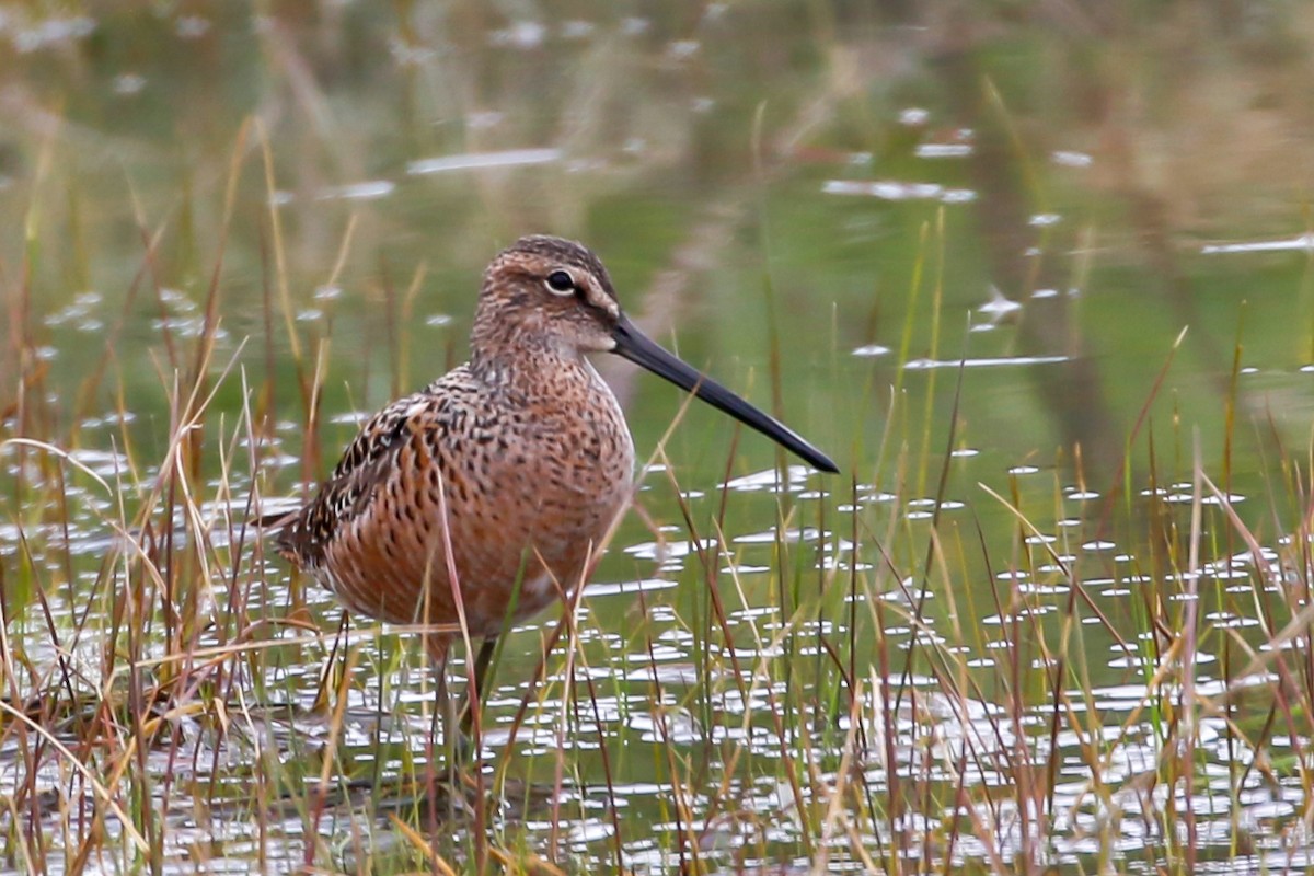 Long-billed Dowitcher - Jeremiah Psiropoulos