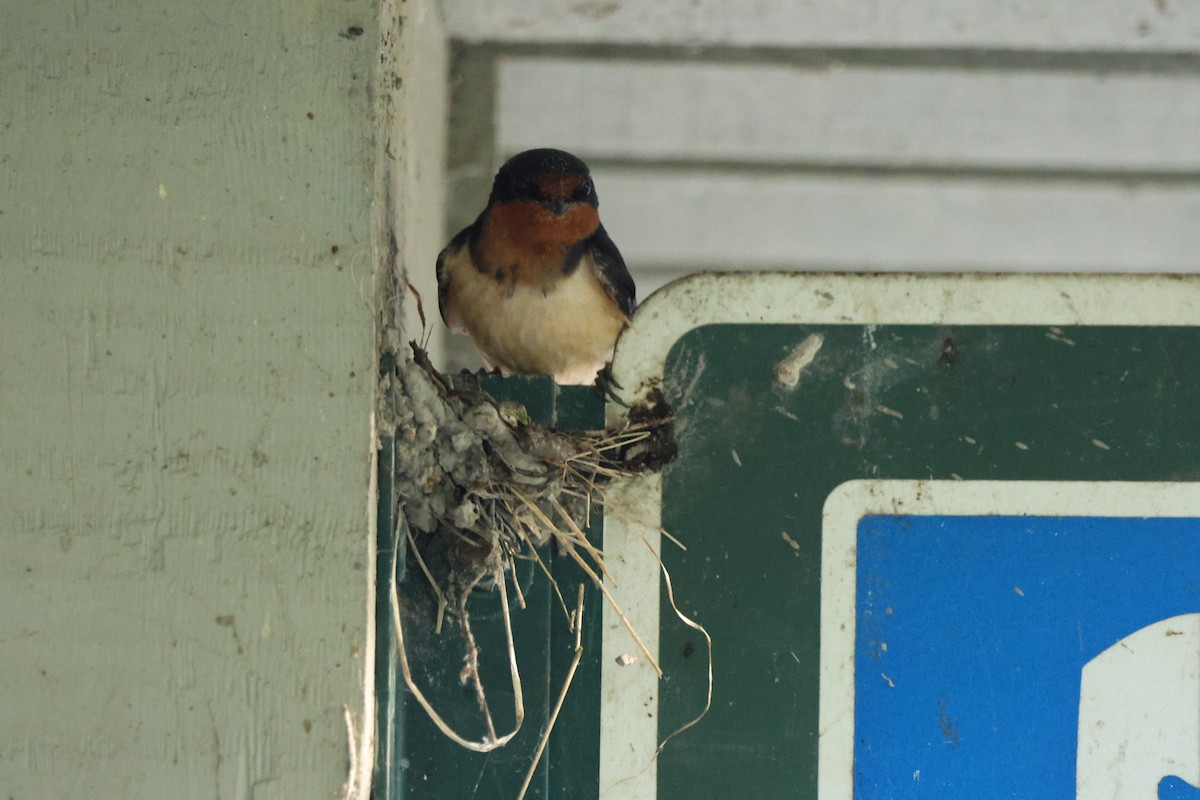 Barn Swallow - Sabrina Jacob