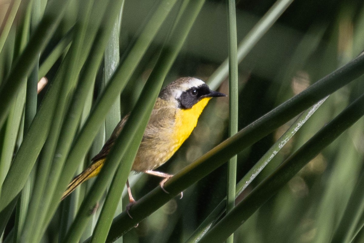 Common Yellowthroat - Linda McNulty