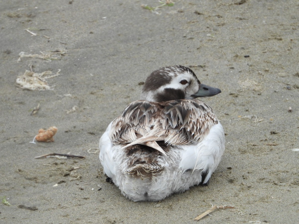 Long-tailed Duck - Howard Friedman