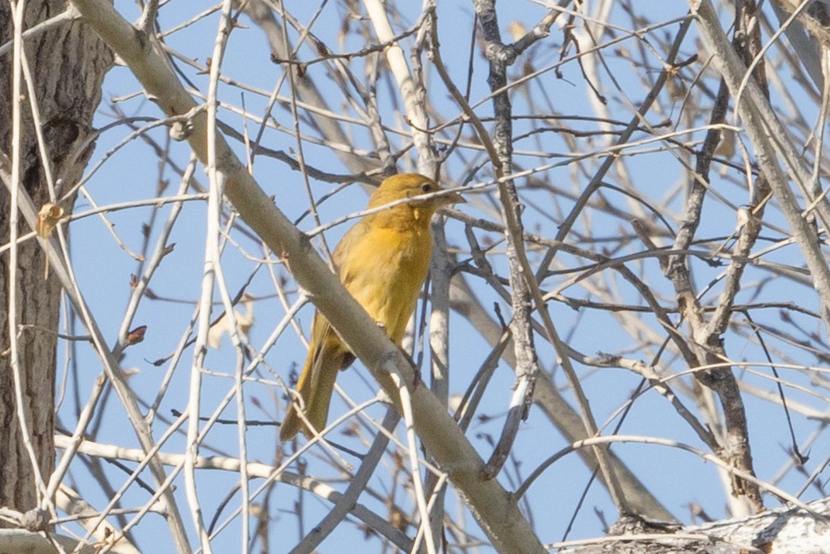 Summer Tanager - Linda McNulty