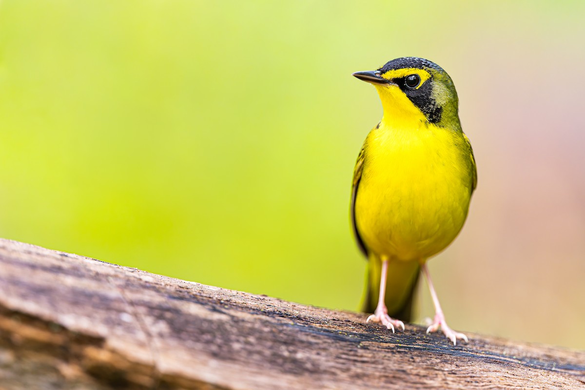 Kentucky Warbler - Ryan Sanderson