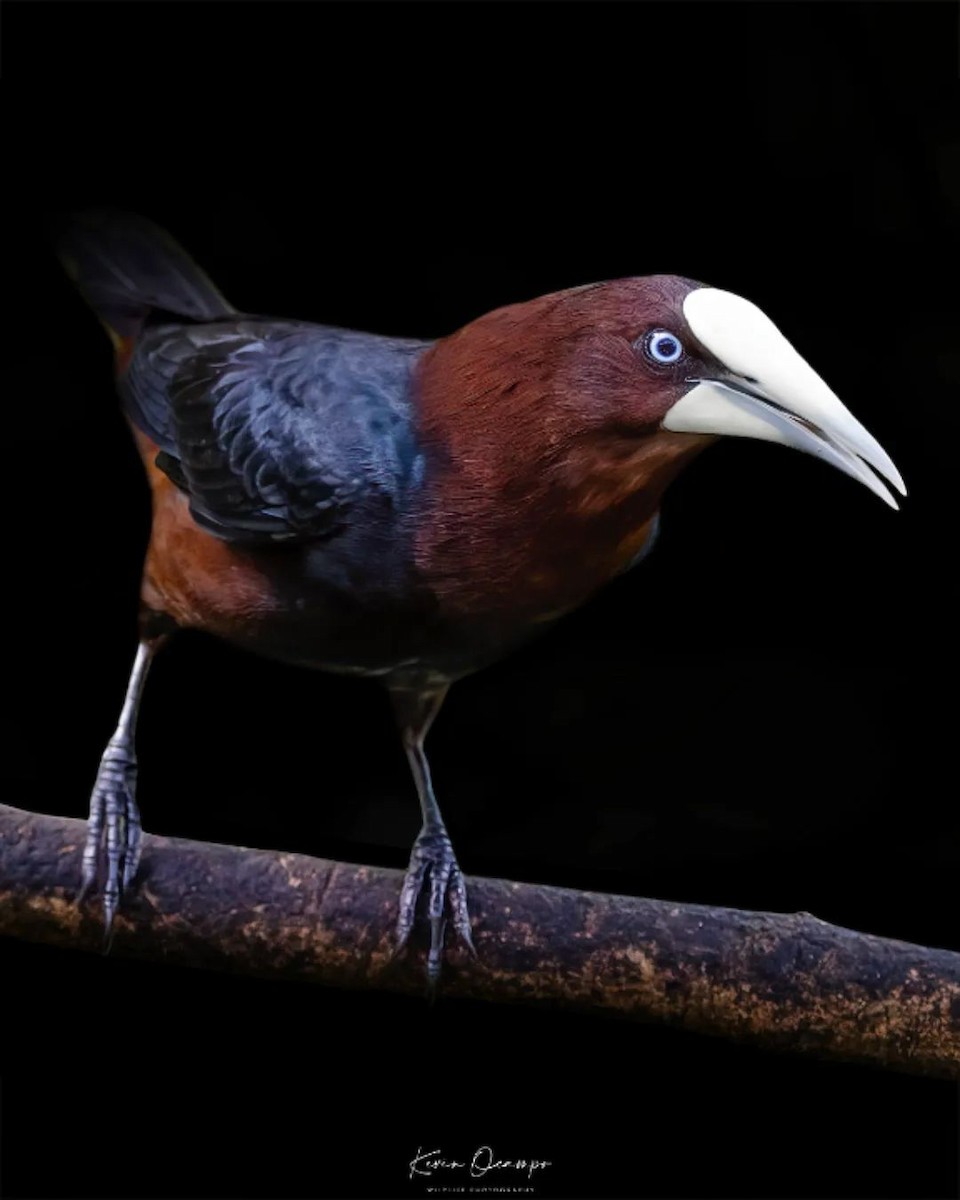 Chestnut-headed Oropendola - Kevin Ocampo | Ocampo Expeditions Birding Tours