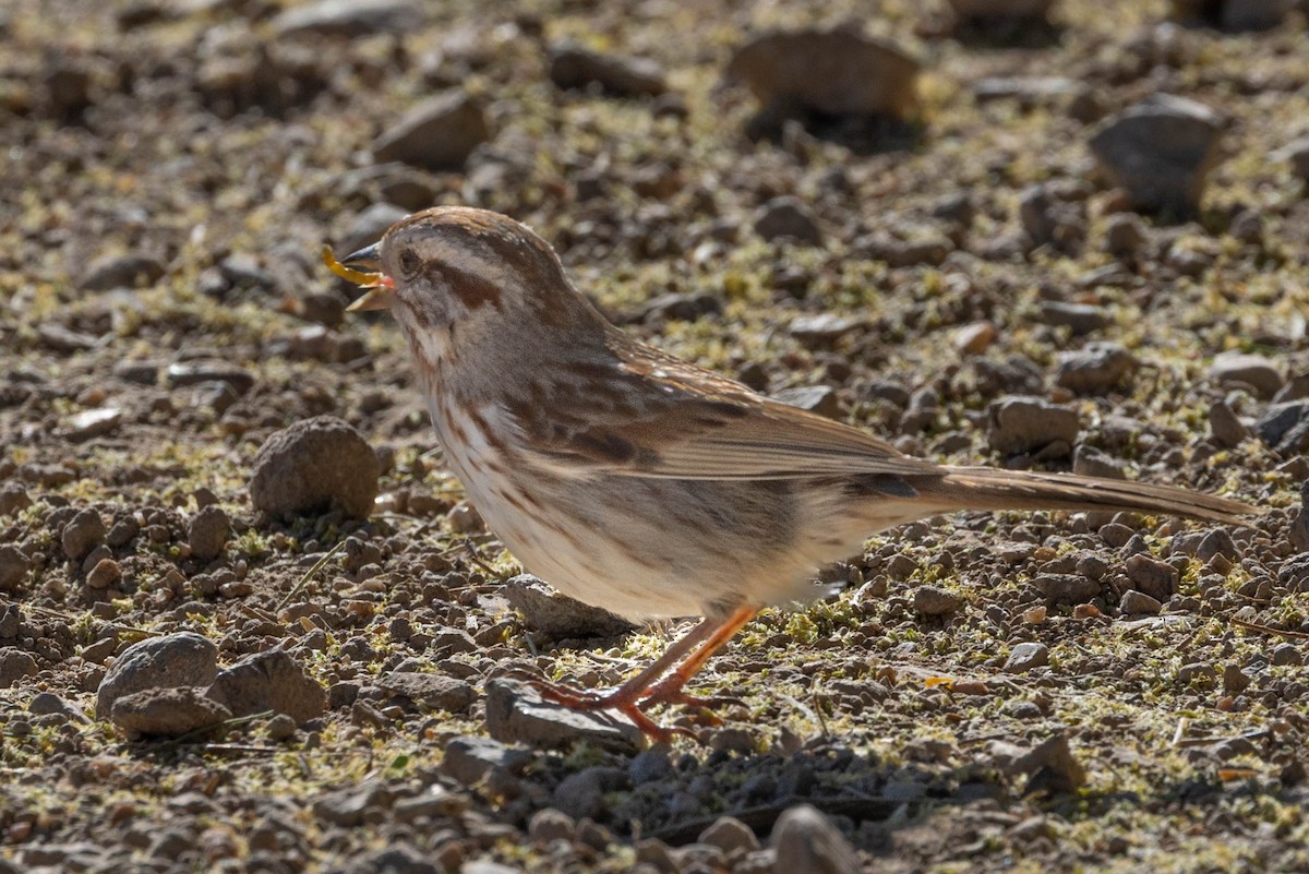 Song Sparrow - Linda McNulty