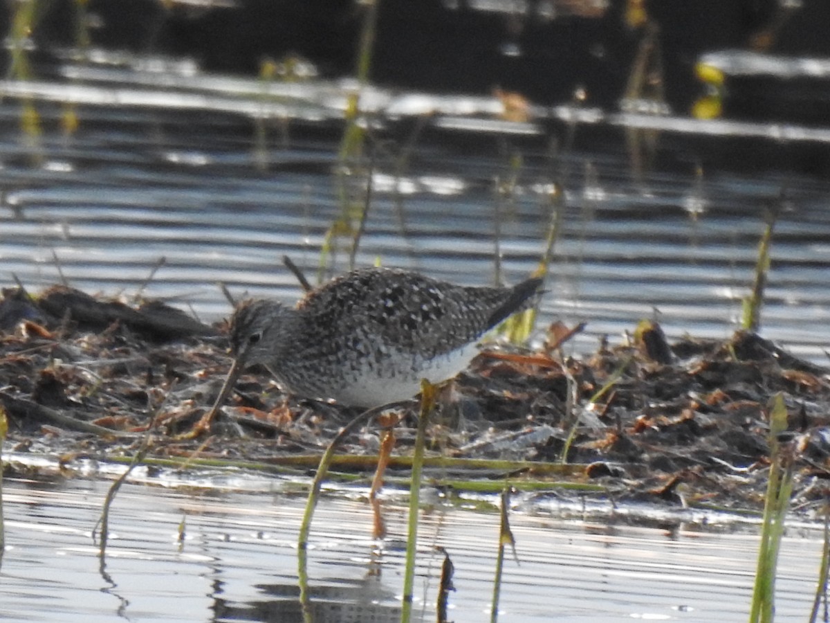 Lesser Yellowlegs - carol villeneuve