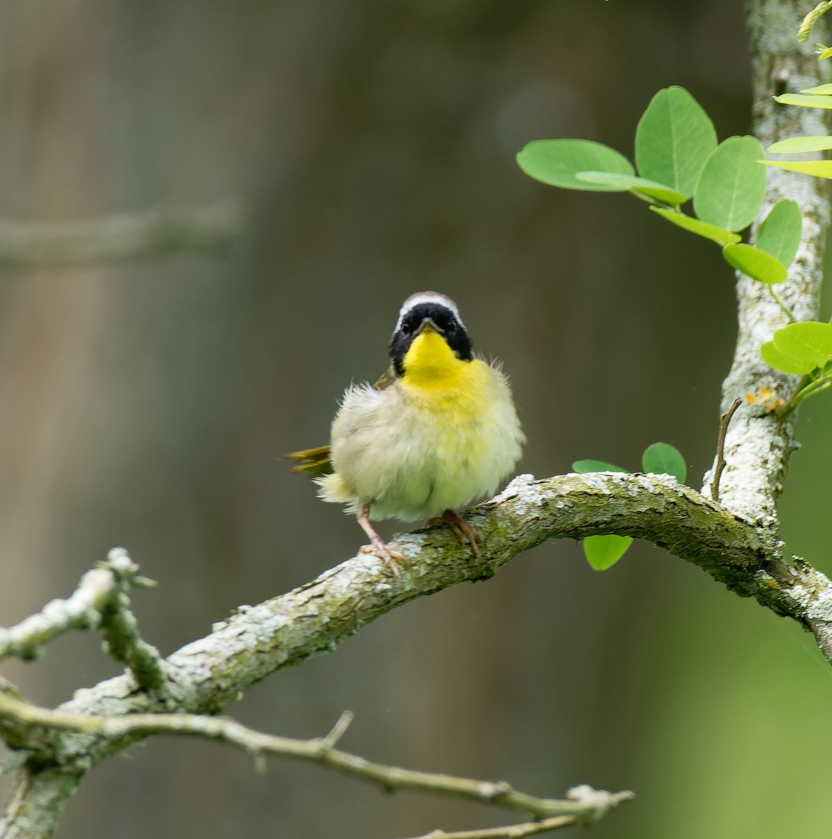 Common Yellowthroat - Carolyn Holland