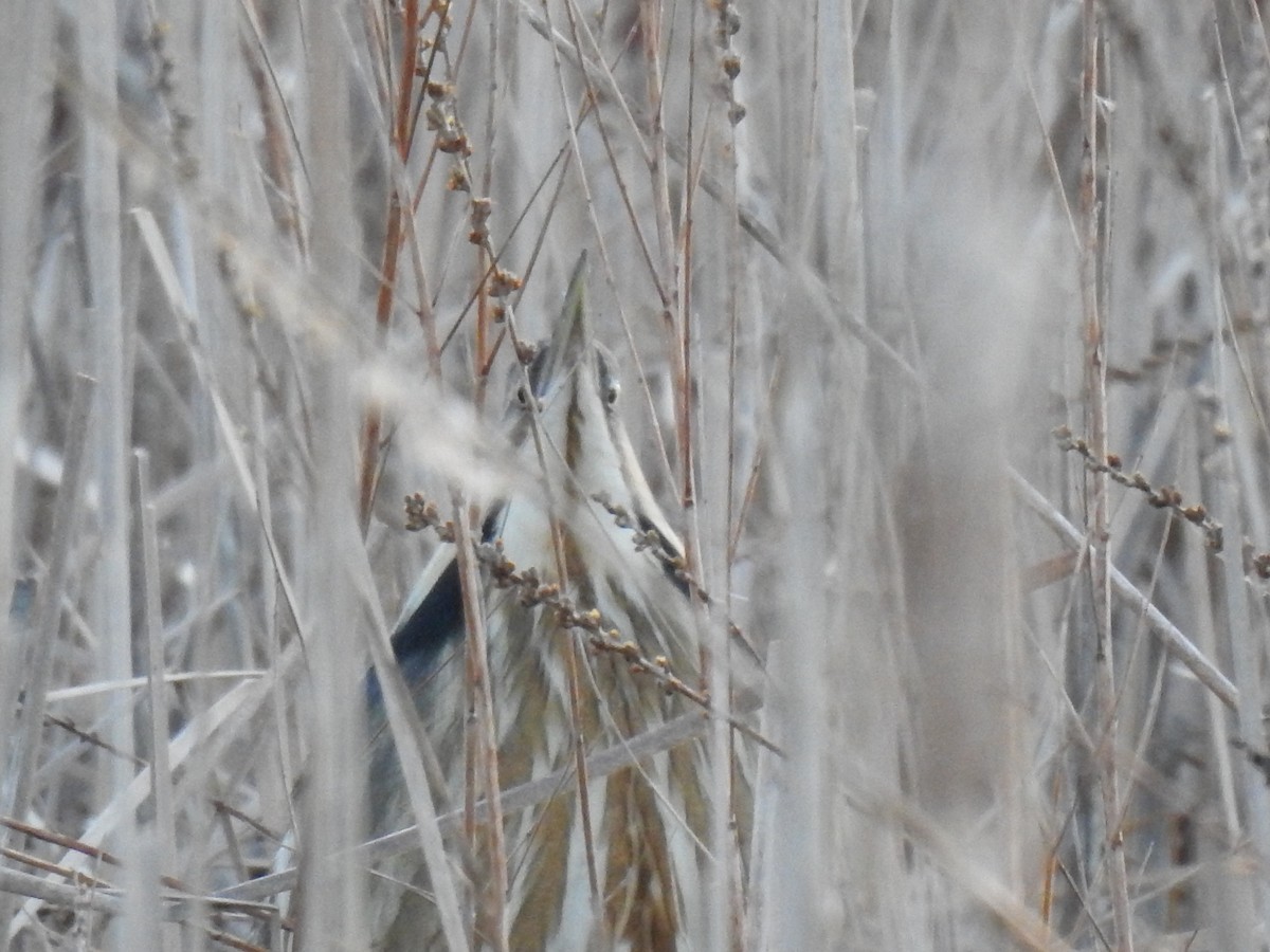 American Bittern - carol villeneuve