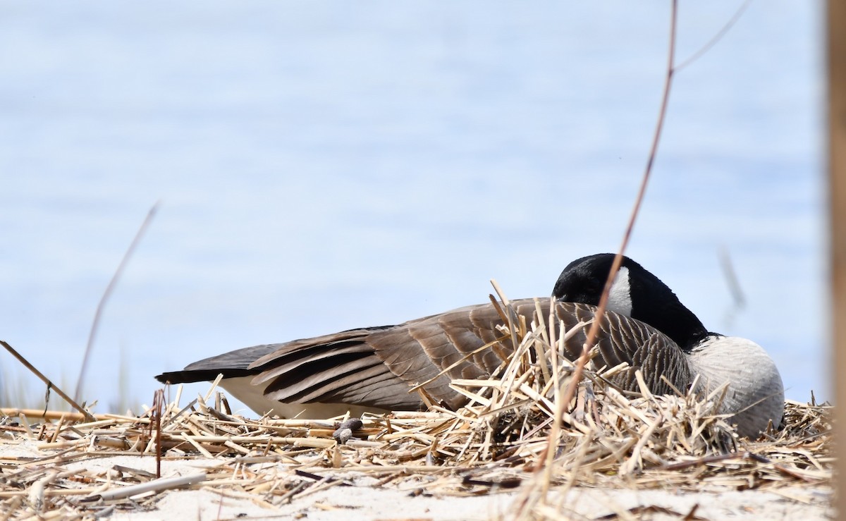 Canada Goose - Monique Maynard