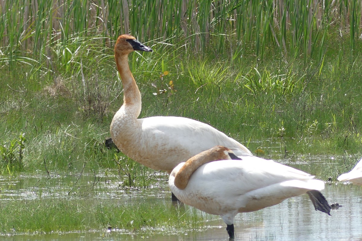 Trumpeter Swan - Jessica Bishop