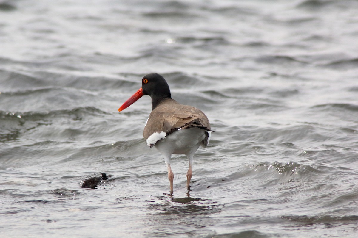 American Oystercatcher - Joe Lamoureux