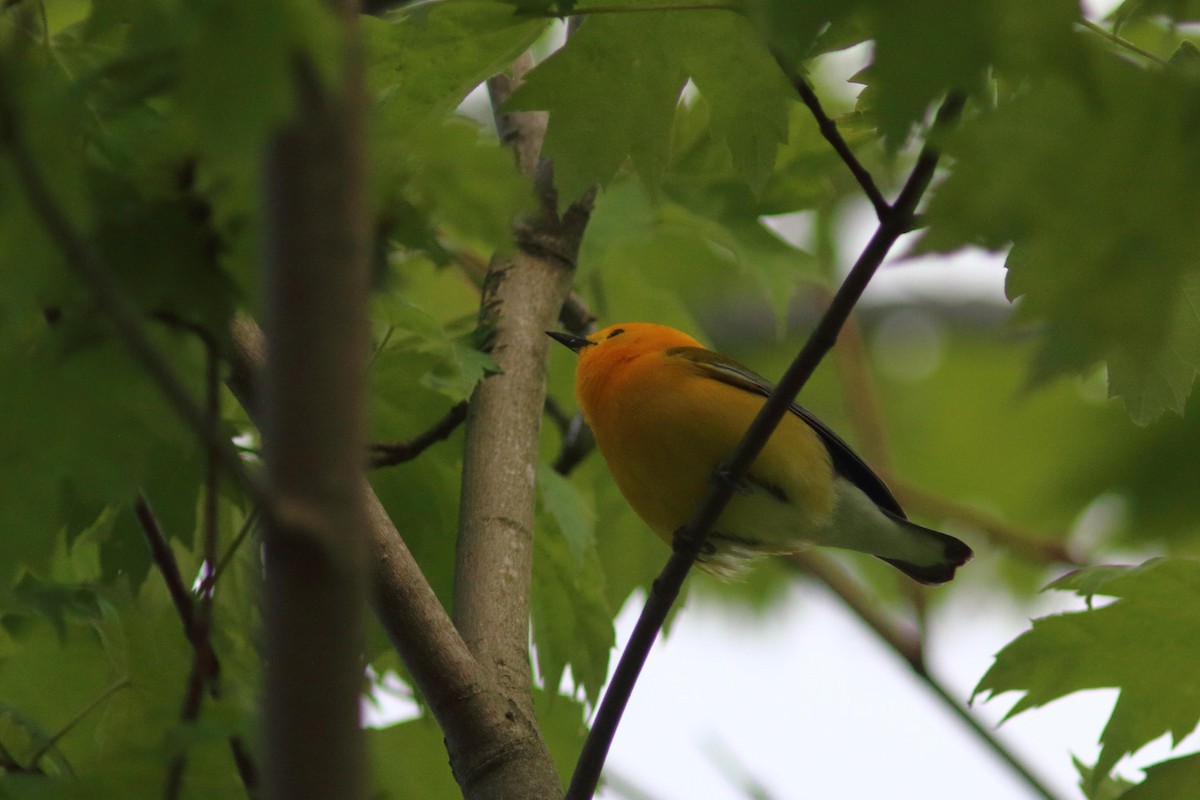 Prothonotary Warbler - ML618789402
