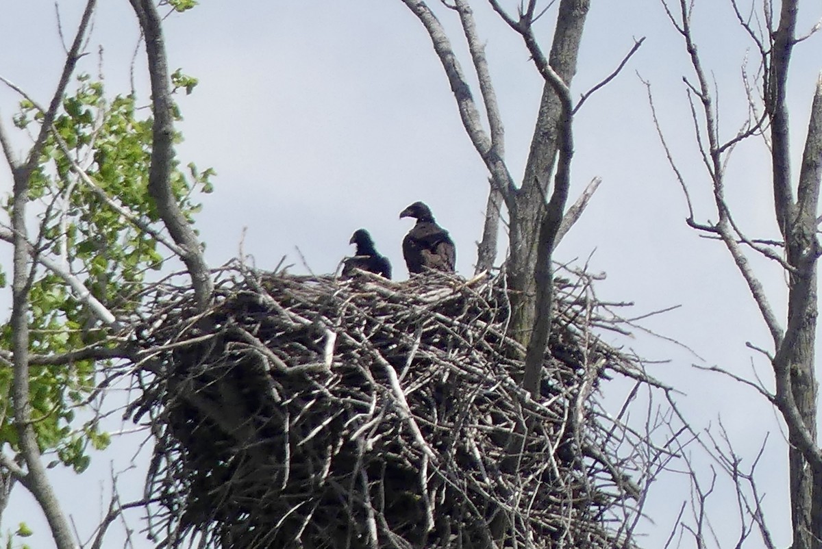 Bald Eagle - Jessica Bishop