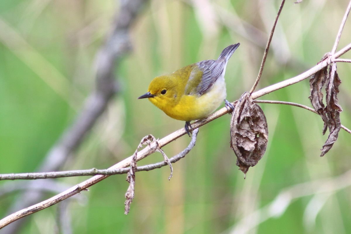 Prothonotary Warbler - ML618789411