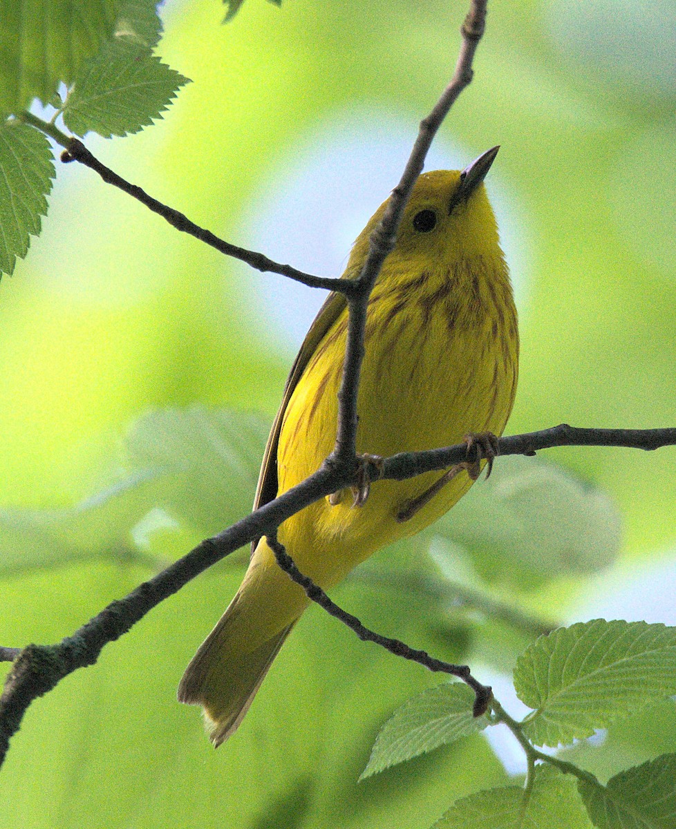 Yellow Warbler - Kerry Loux