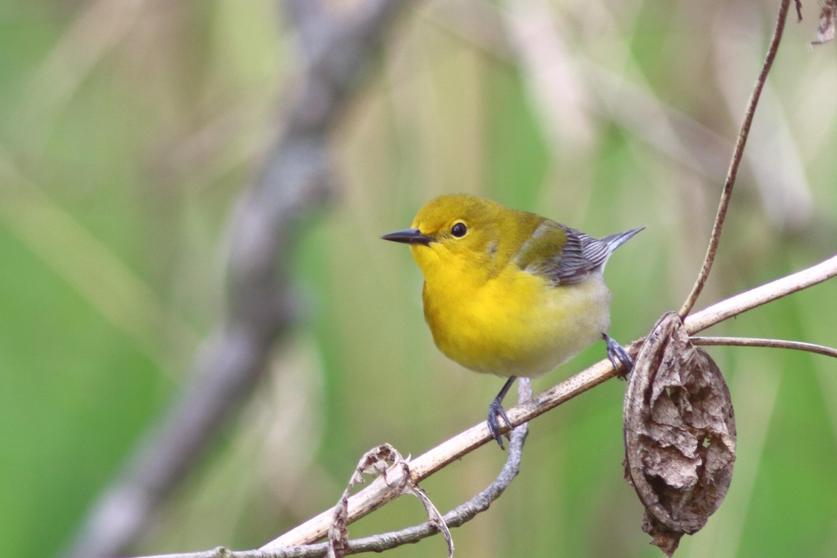 Prothonotary Warbler - ML618789415