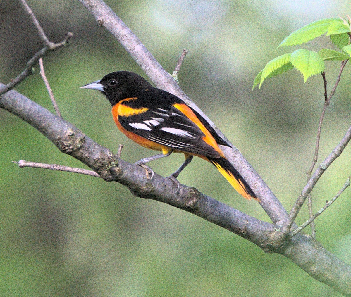 Baltimore Oriole - Kerry Loux