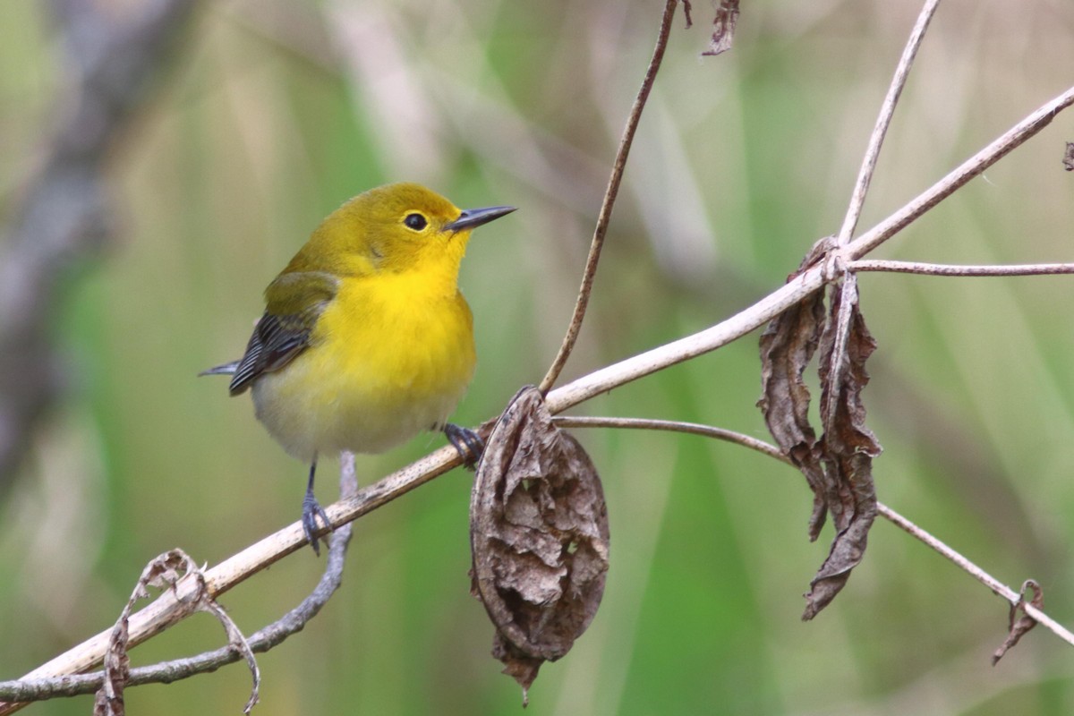 Prothonotary Warbler - ML618789421