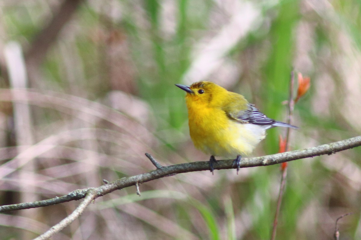 Prothonotary Warbler - ML618789428