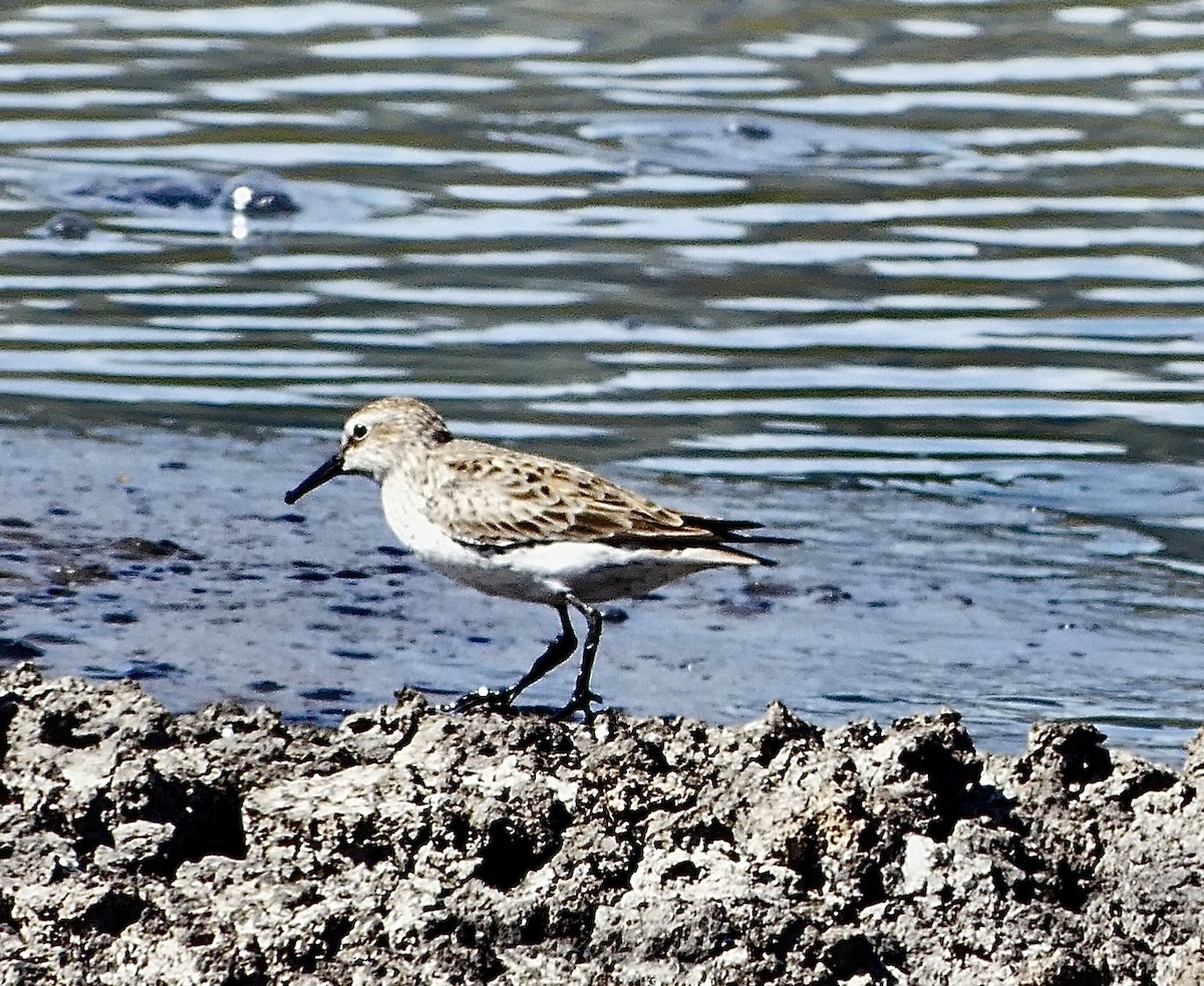 White-rumped Sandpiper - Jean Carlo Rodríguez