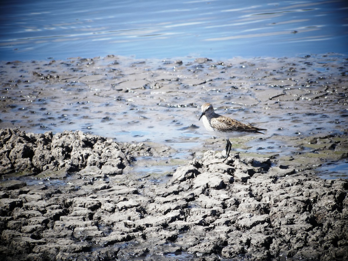 White-rumped Sandpiper - ML618789438