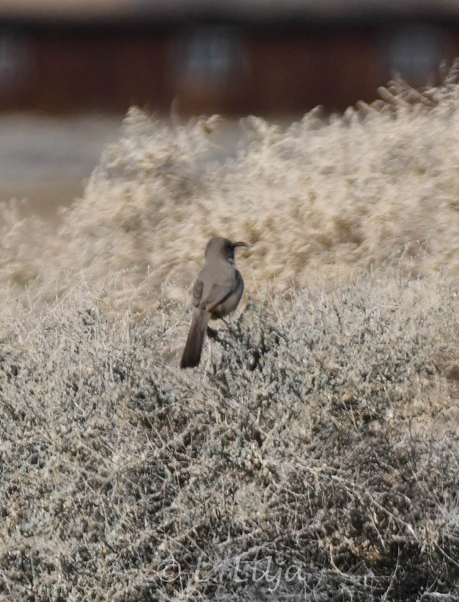 LeConte's Thrasher - ML618789441