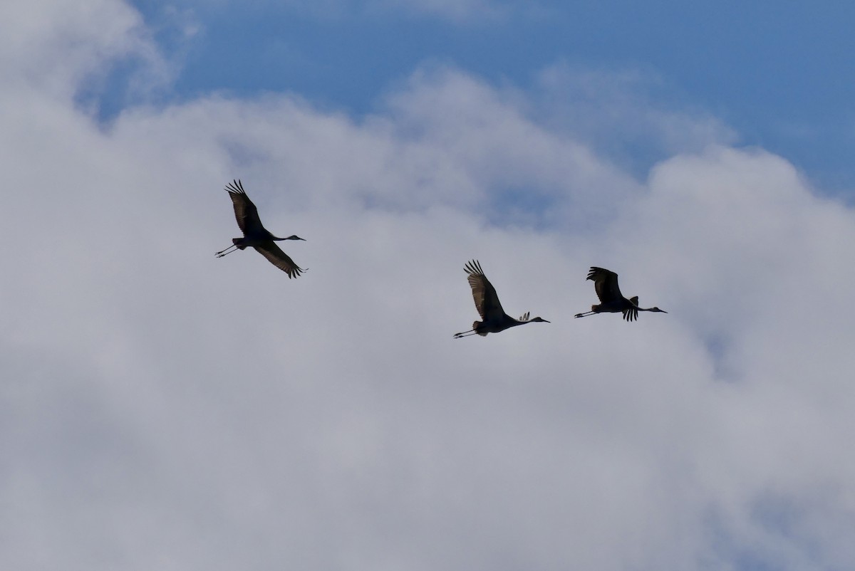 Sandhill Crane - Jessica Bishop