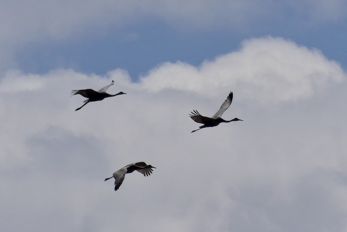 Sandhill Crane - Jessica Bishop