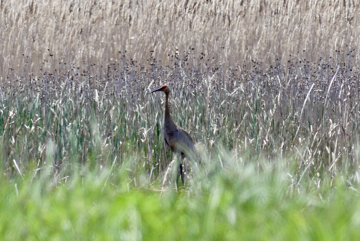 Sandhill Crane - Jessica Bishop