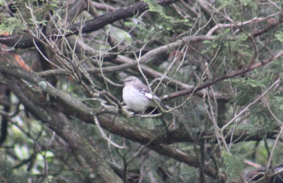 Northern Mockingbird - Deborah  Hansen