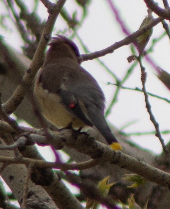 Cedar Waxwing - G Stacks