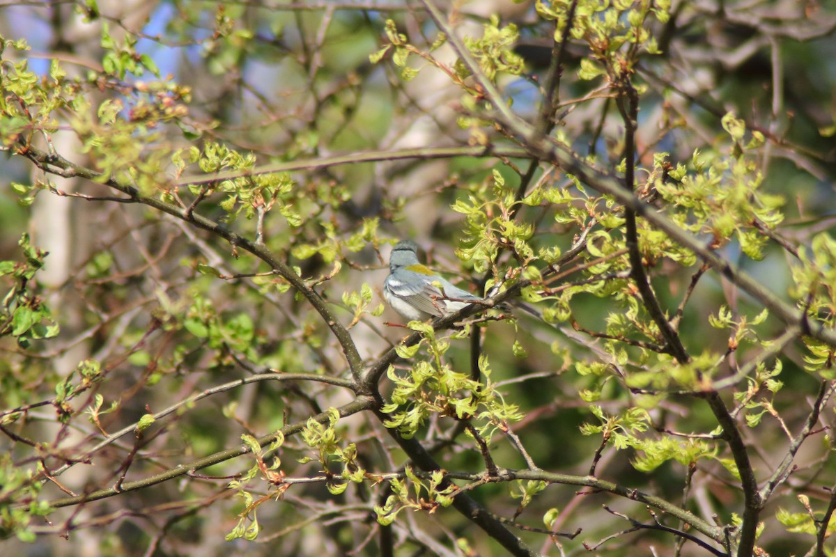 Northern Parula - Joe Lamoureux