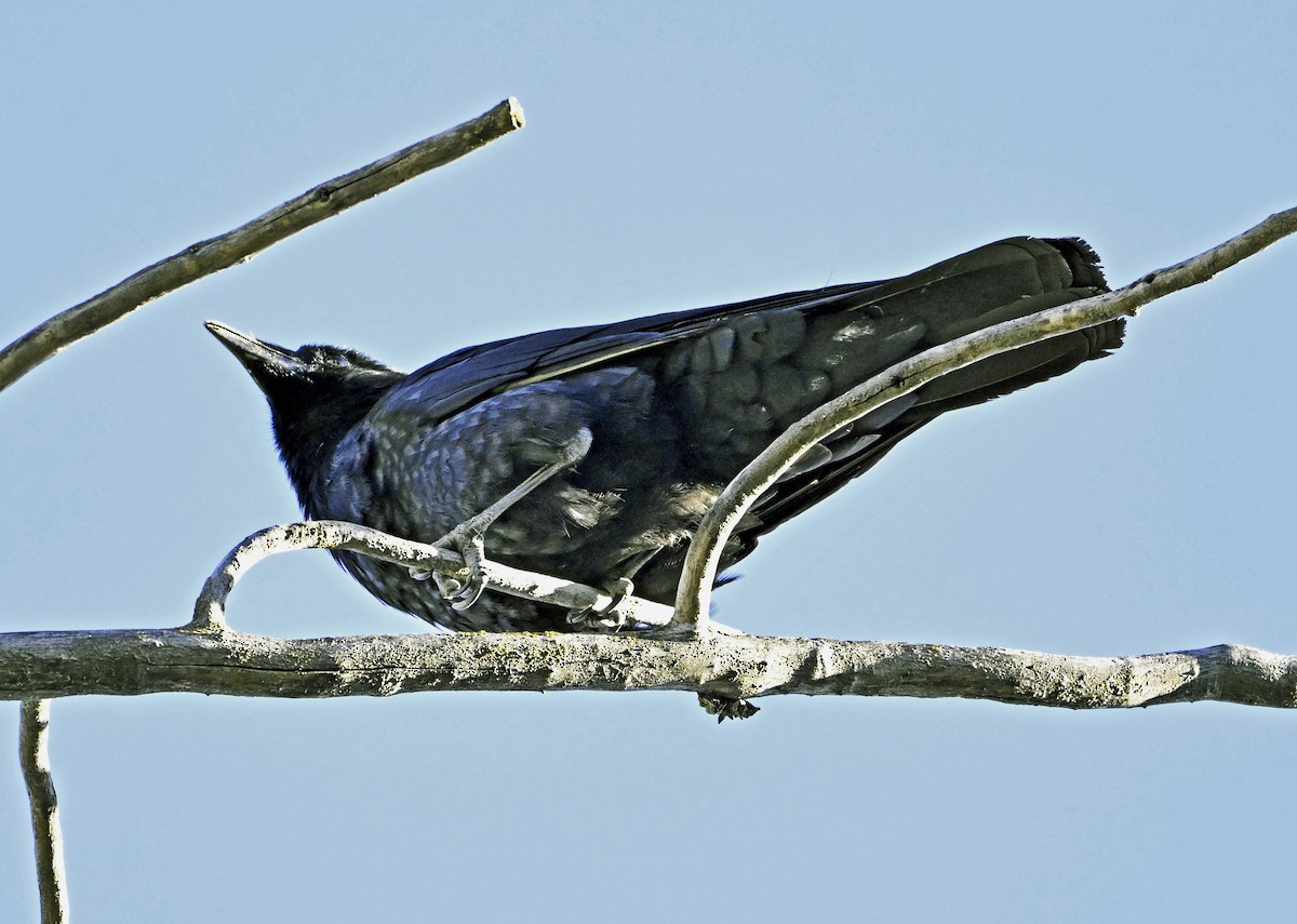 American Crow - Wayne Oakes