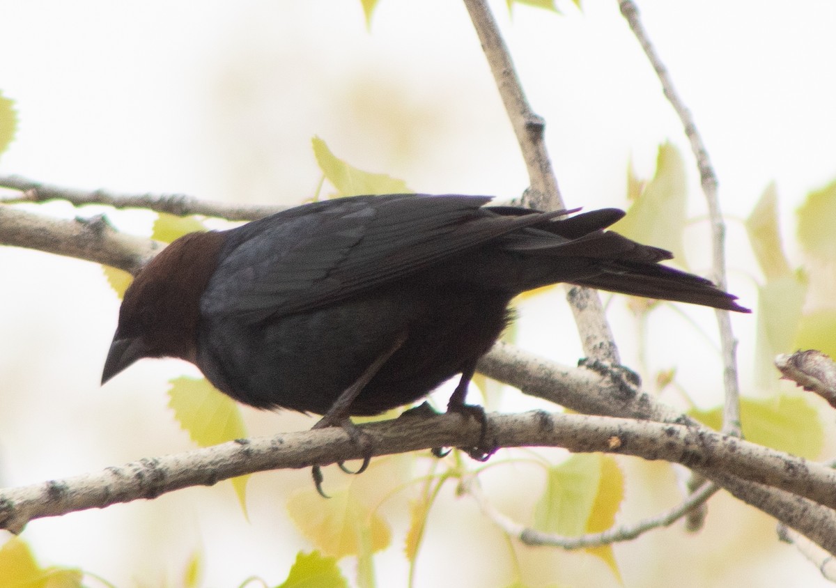 Brown-headed Cowbird - G Stacks