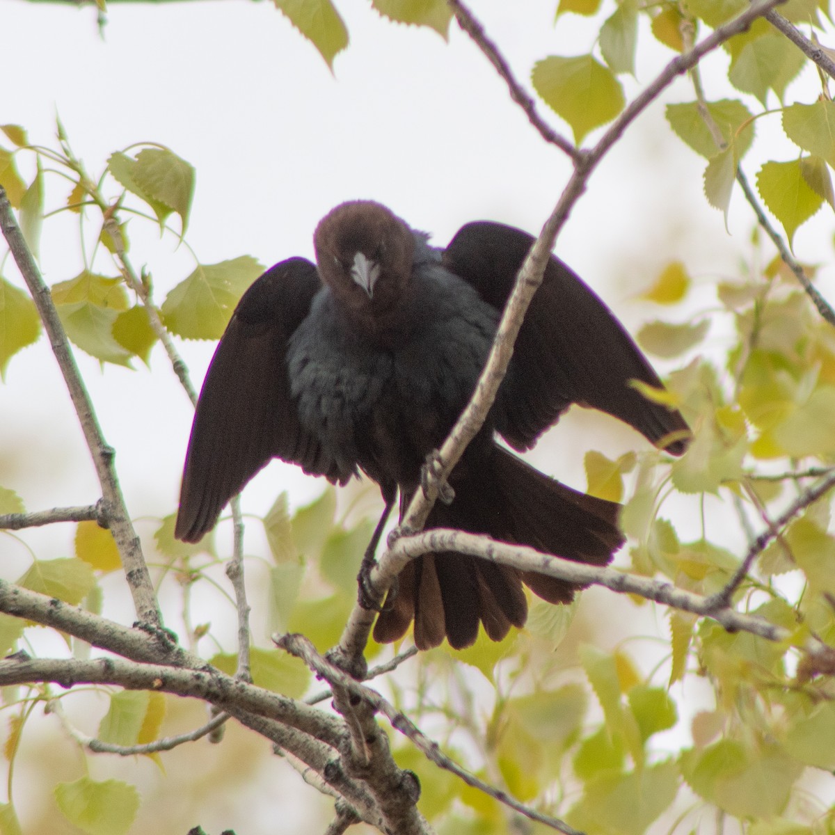 Brown-headed Cowbird - G Stacks