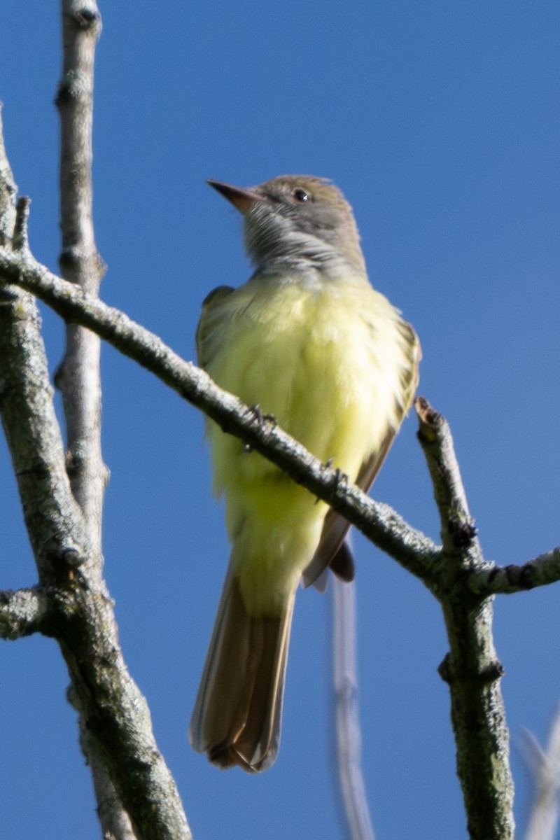 Great Crested Flycatcher - Nadine Bluemel