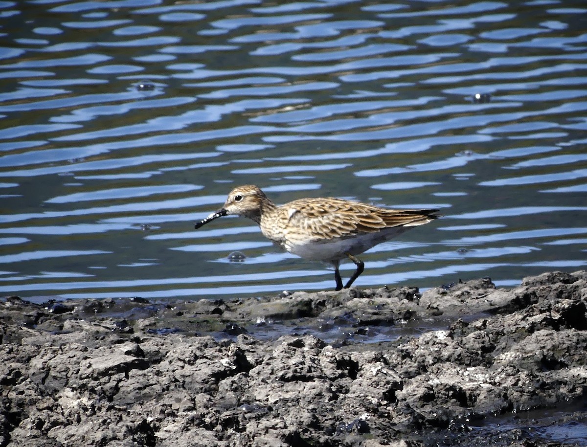Pectoral Sandpiper - ML618789560