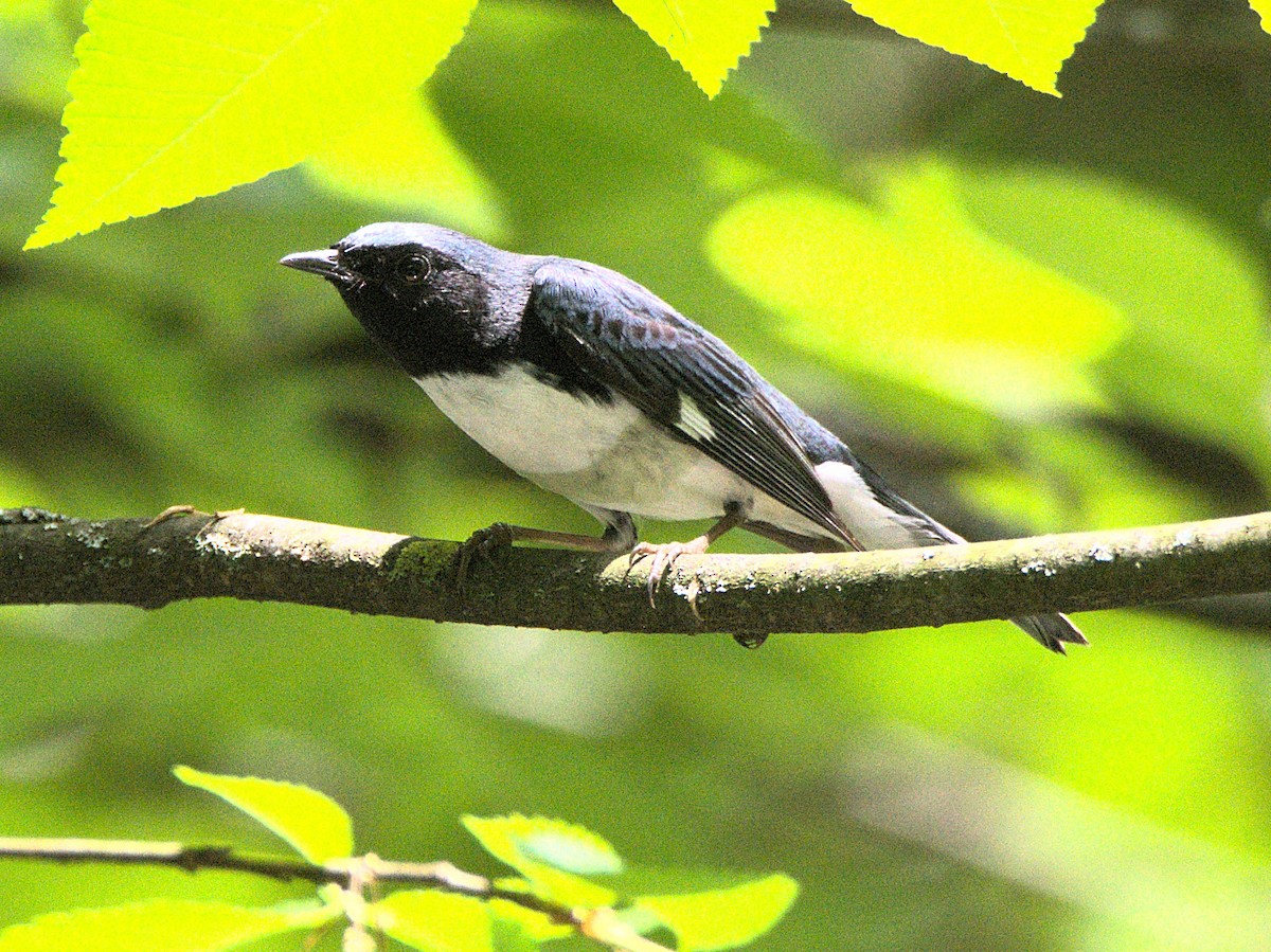 Black-throated Blue Warbler - Kerry Loux