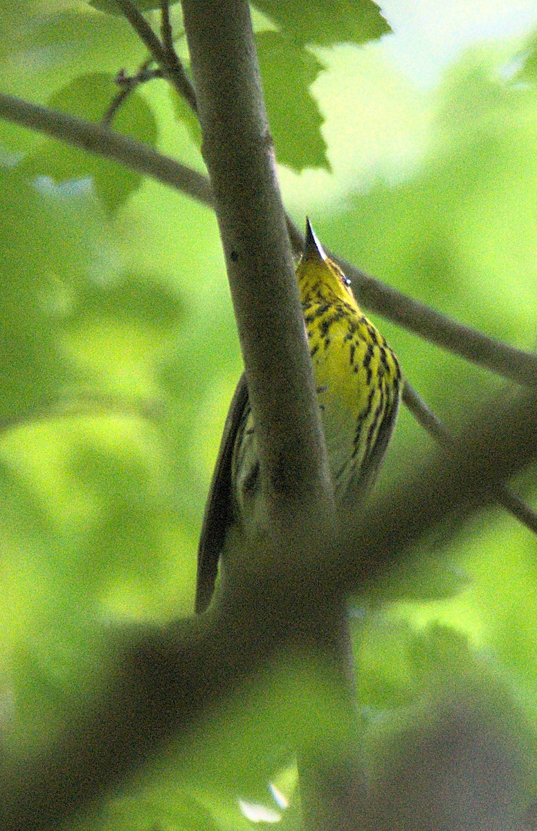 Cape May Warbler - Kerry Loux