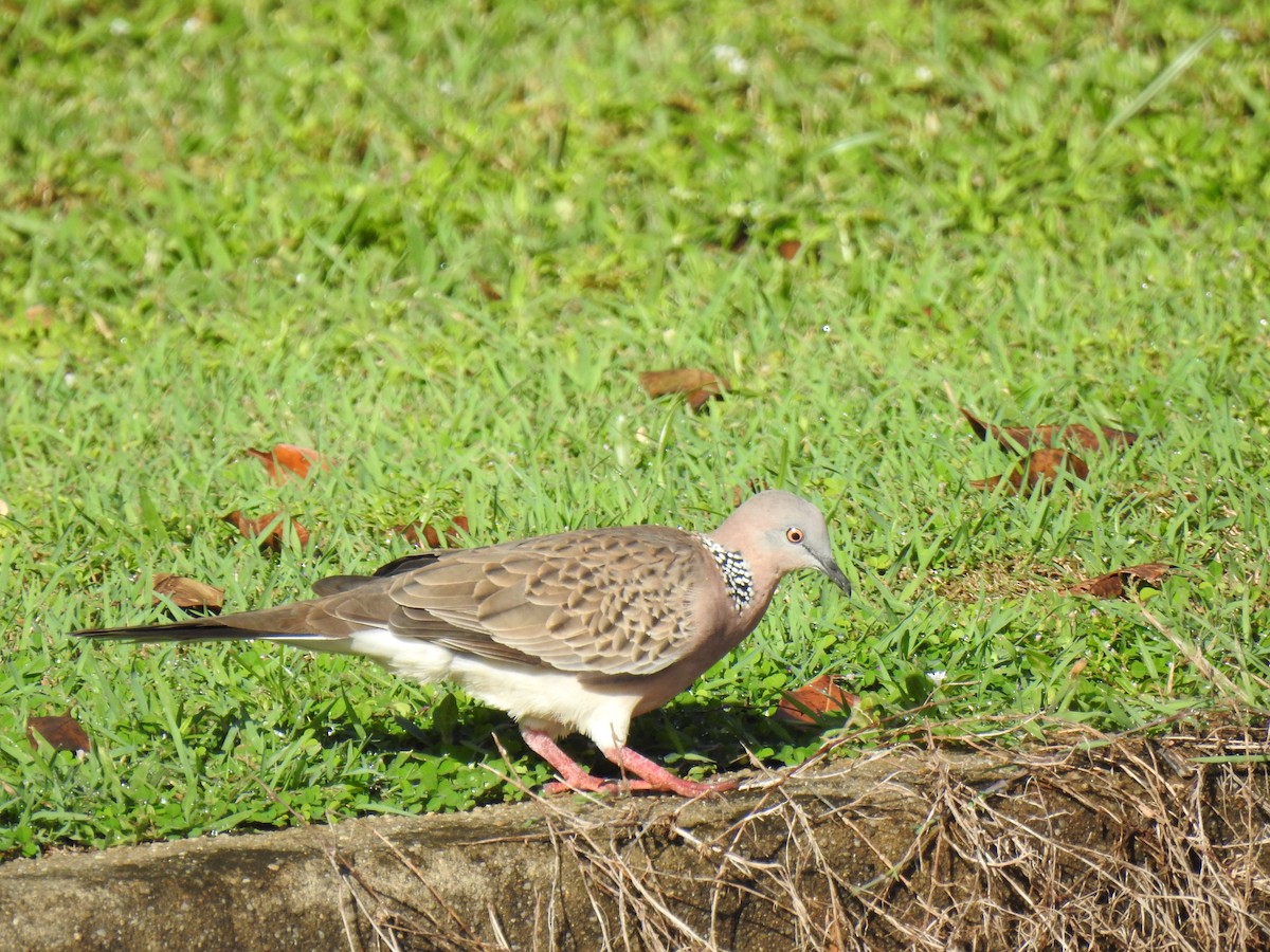 Spotted Dove - Monica Mesch