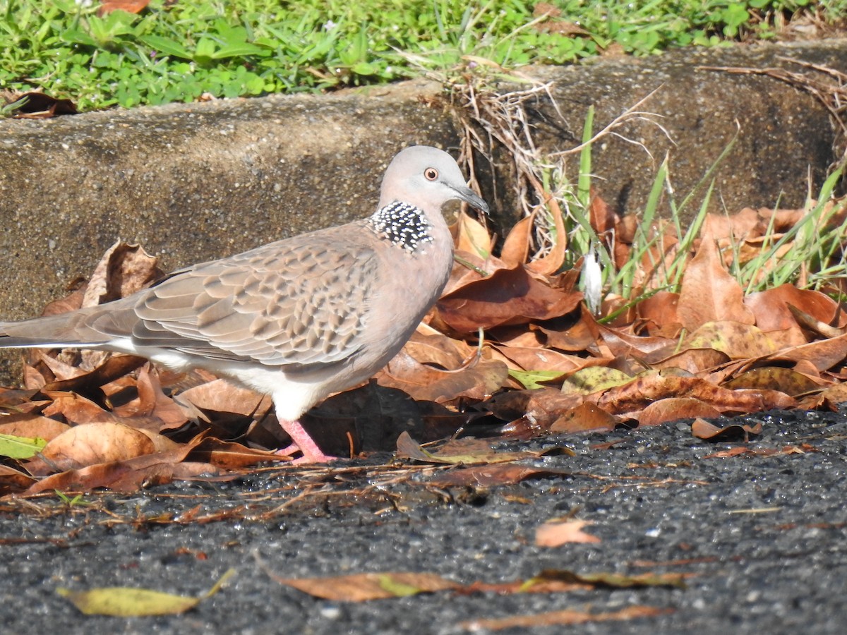 Spotted Dove - Monica Mesch