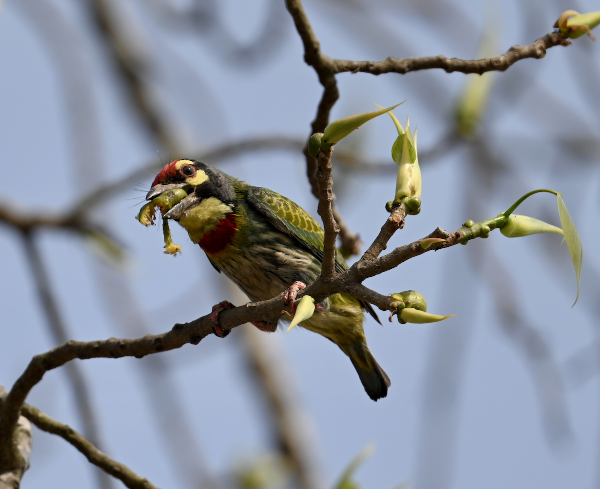 Coppersmith Barbet - Joseph Tobias