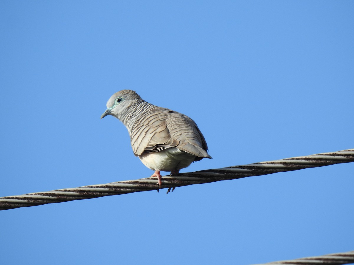 Peaceful Dove - Monica Mesch