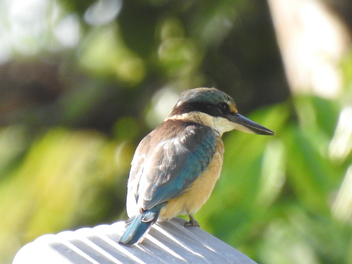 Sacred Kingfisher - Monica Mesch