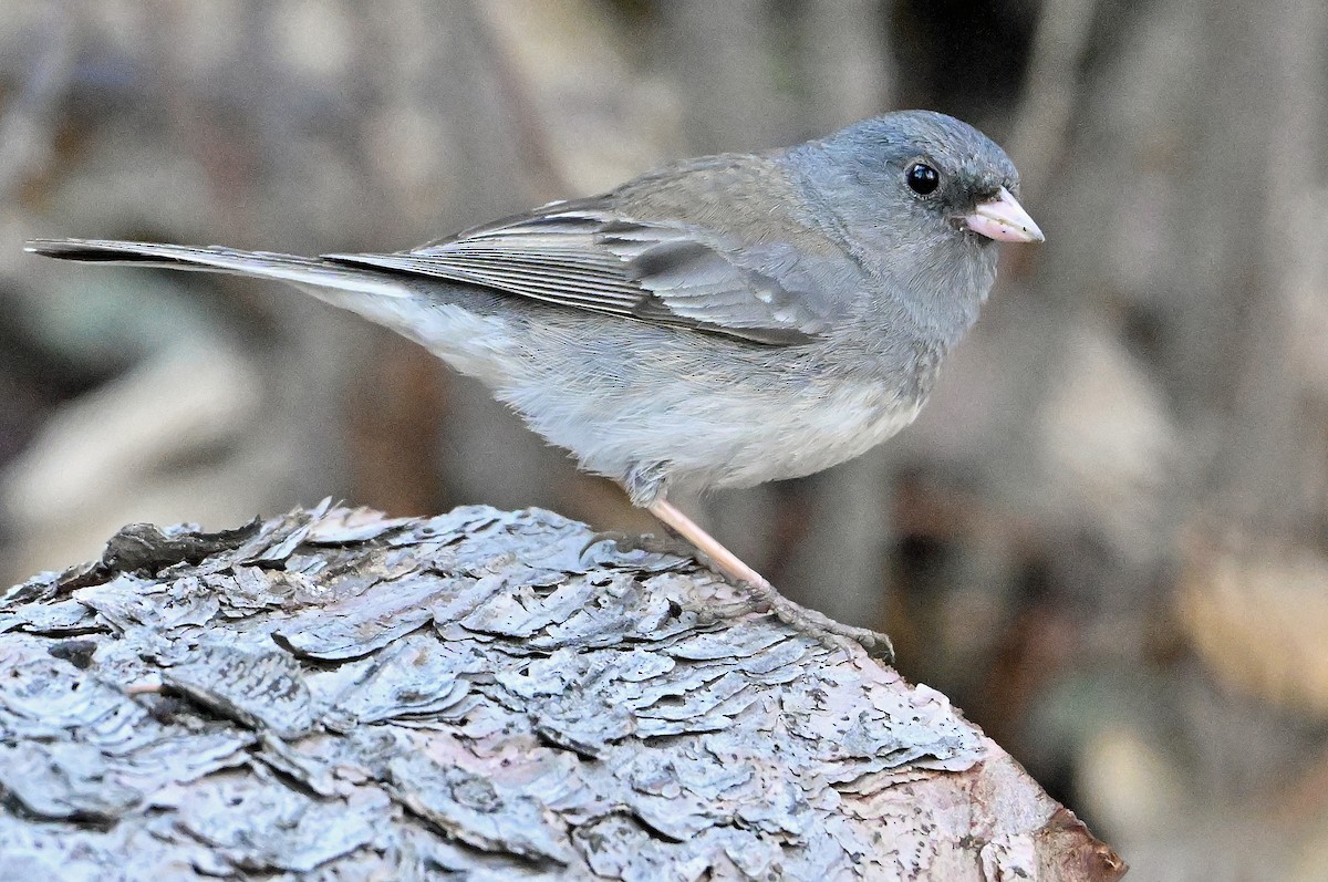 Dark-eyed Junco (Slate-colored) - Wayne Oakes