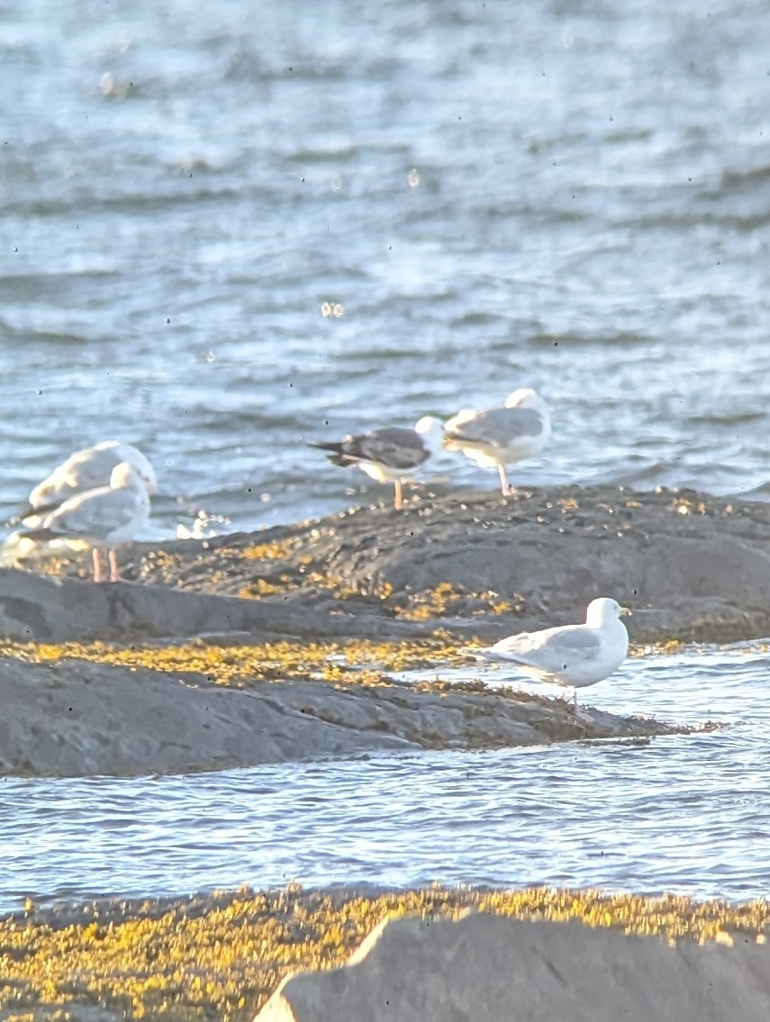 Lesser Black-backed Gull - ML618789616