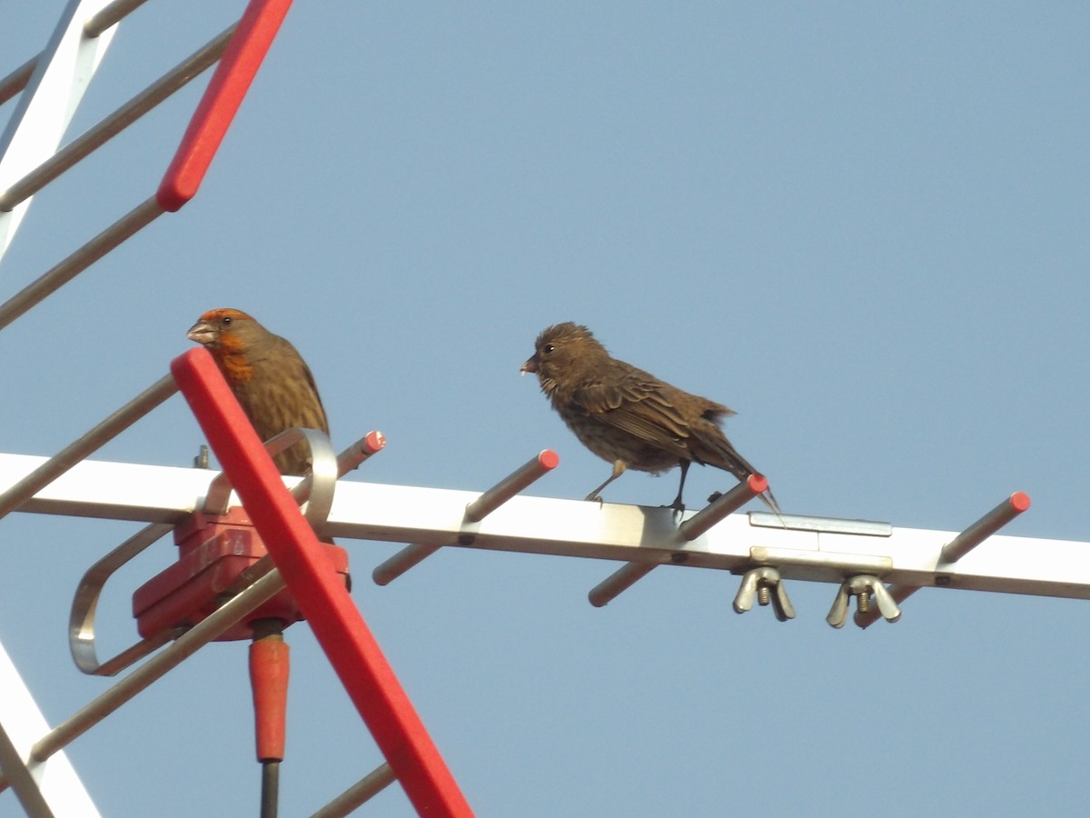 House Finch - Marcelo Gutierrez